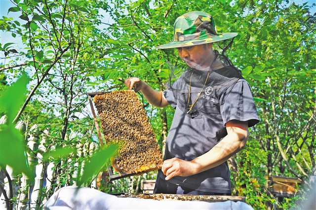 酉陽800 山地特色產業提質增效，農產品發展新篇章