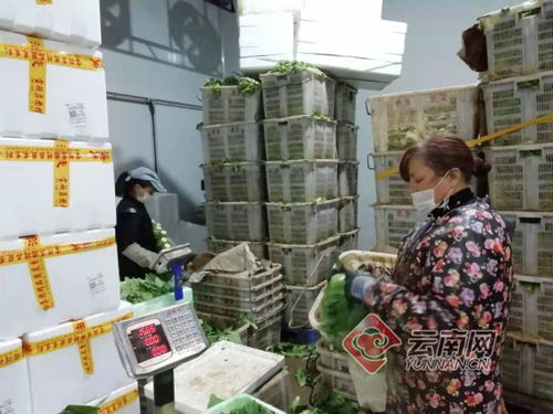 云南首批捐贈(zèng)農(nóng)產(chǎn)品88噸發(fā)往武漢 助力湖北抗擊疫情