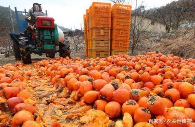 農產品滯銷 本質探究與年度現象解析